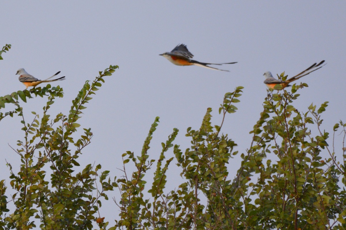 Scissor-tailed Flycatcher - ML642272243