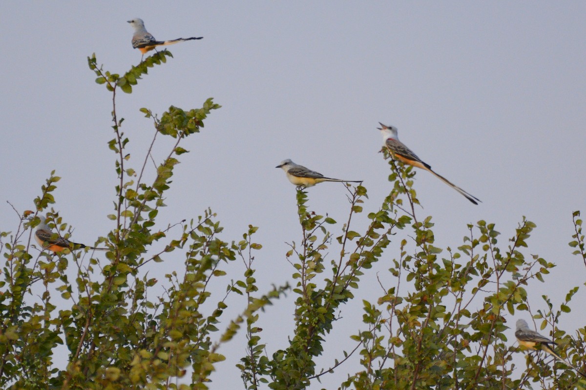 Scissor-tailed Flycatcher - ML642272244