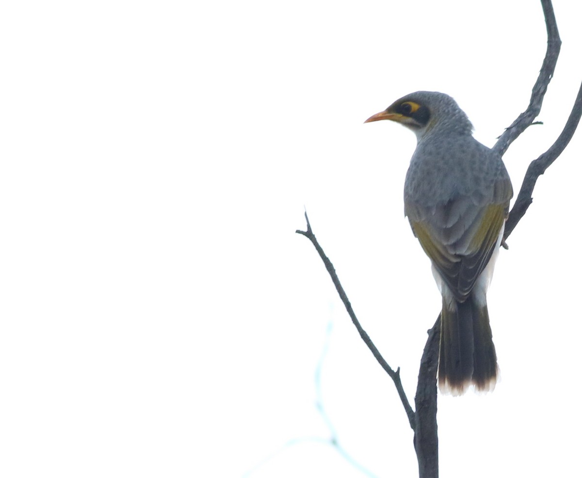Yellow-throated Miner - ML642272265