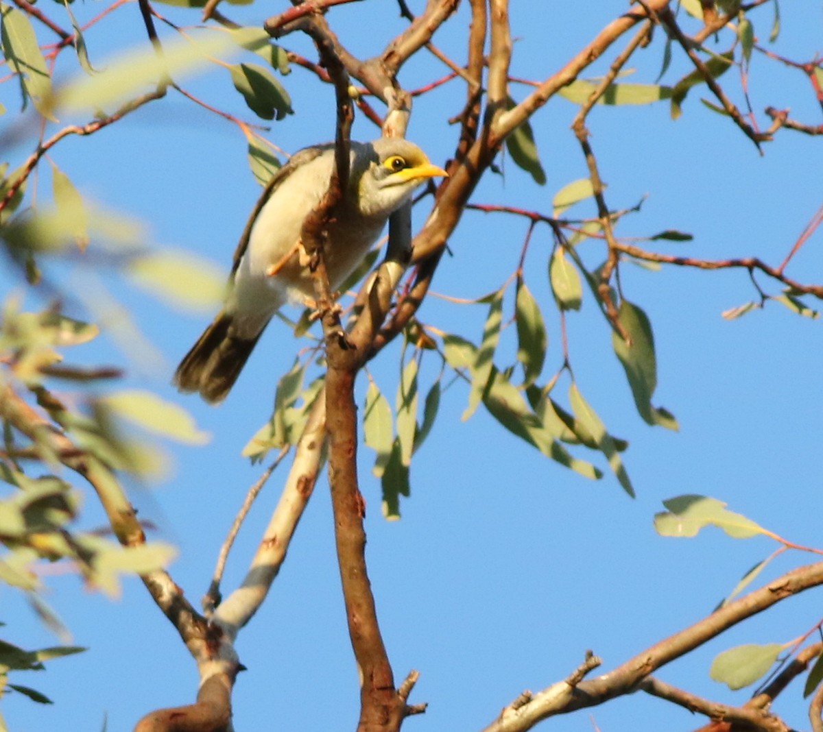 Yellow-throated Miner - ML642272266