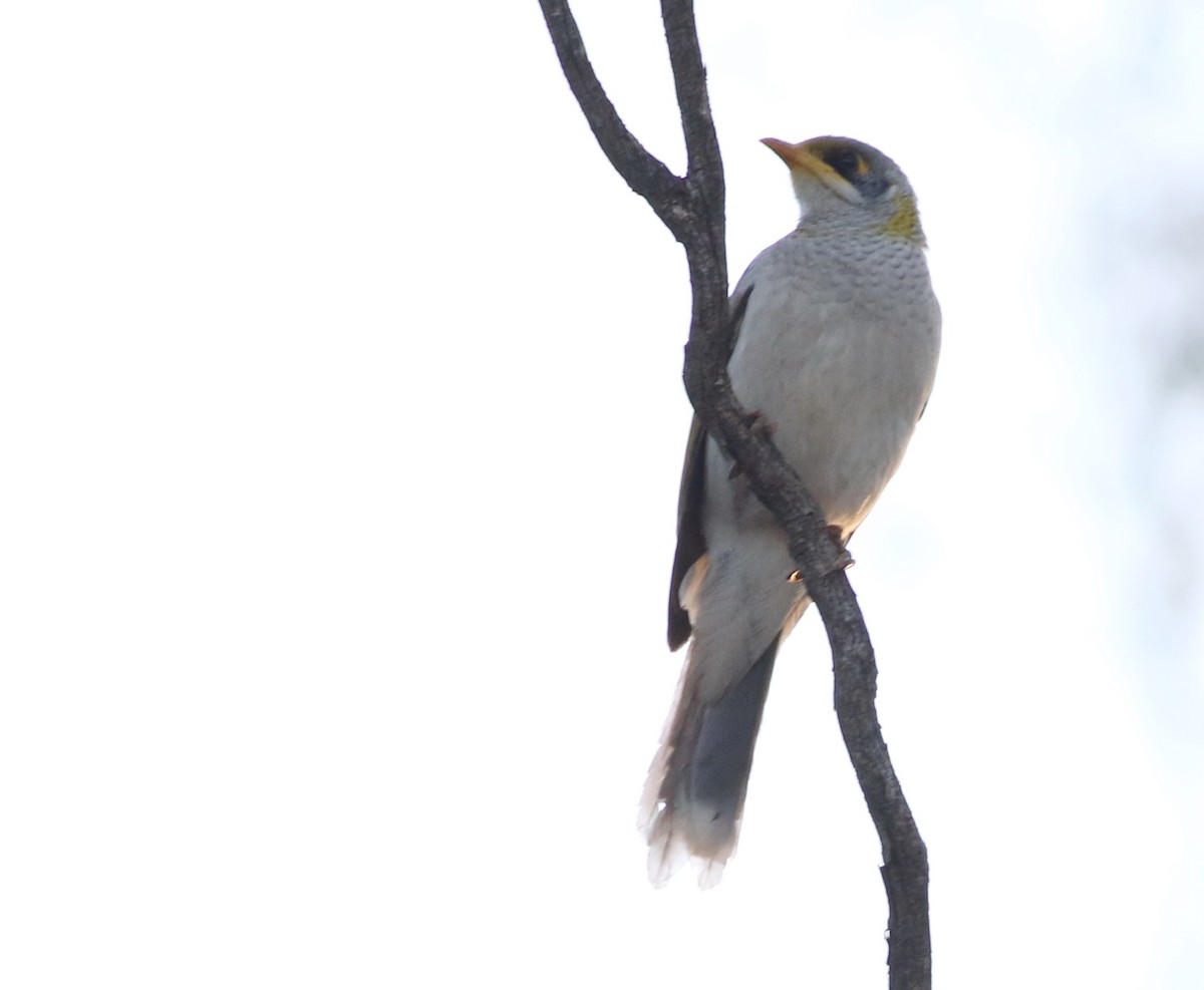 Yellow-throated Miner - ML642272267