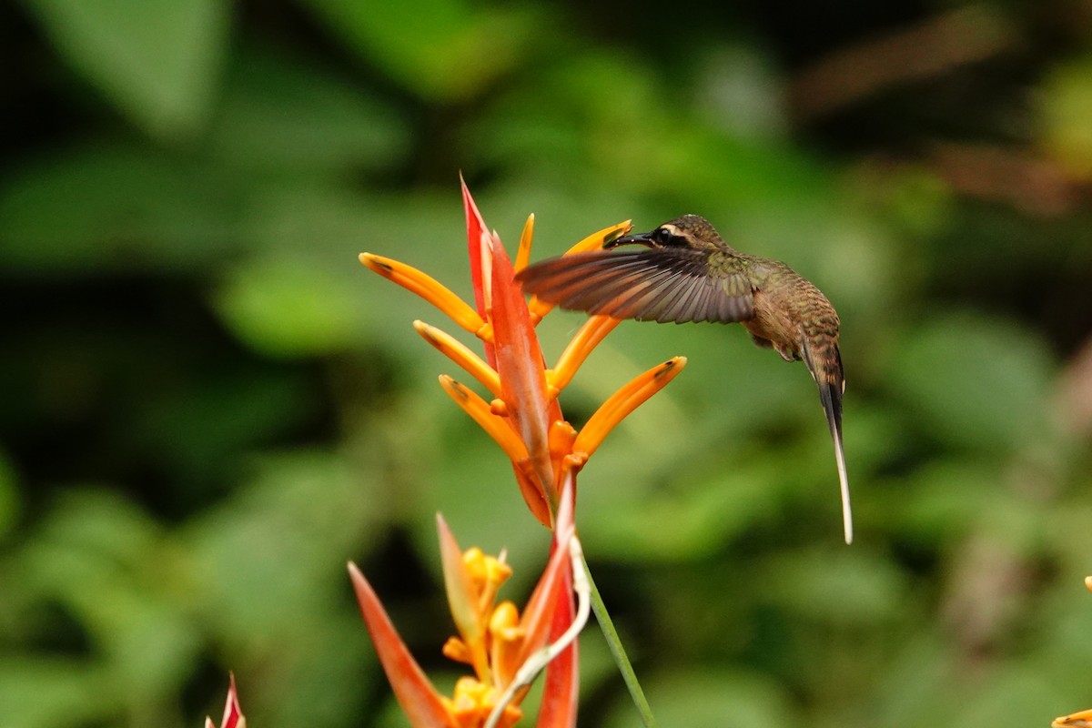 Long-tailed Hermit - ML642272293