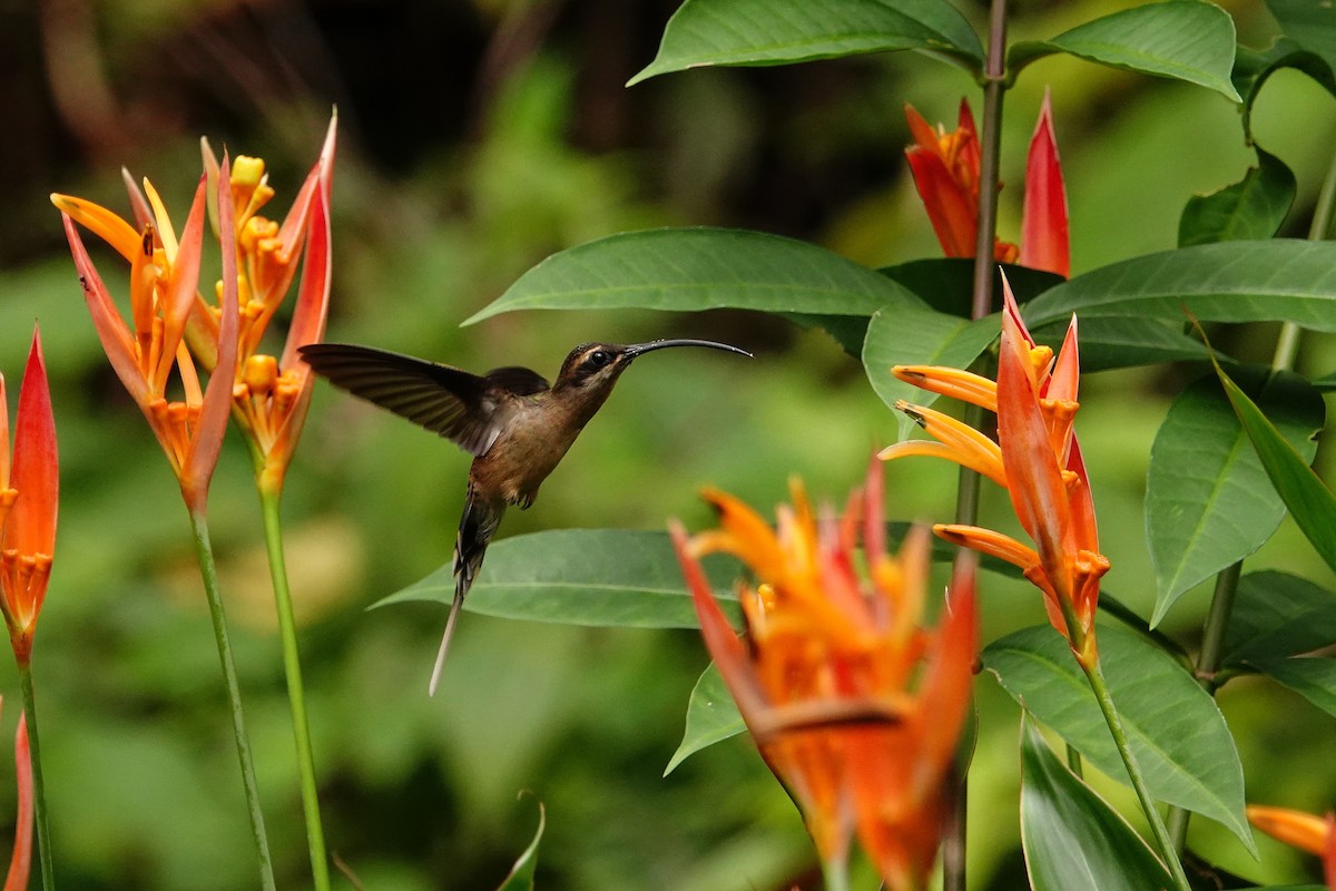 Long-tailed Hermit - ML642272294
