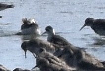 Red-necked Phalarope - ML642272296