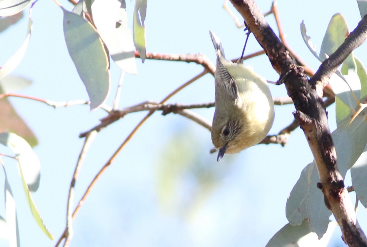Yellow Thornbill - ML642272300