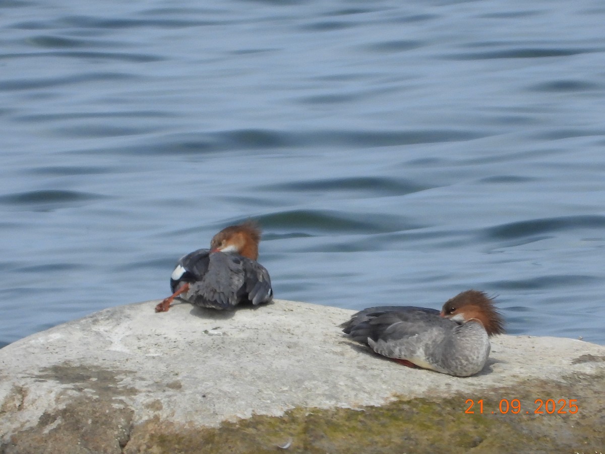 Common Merganser - ML642272303