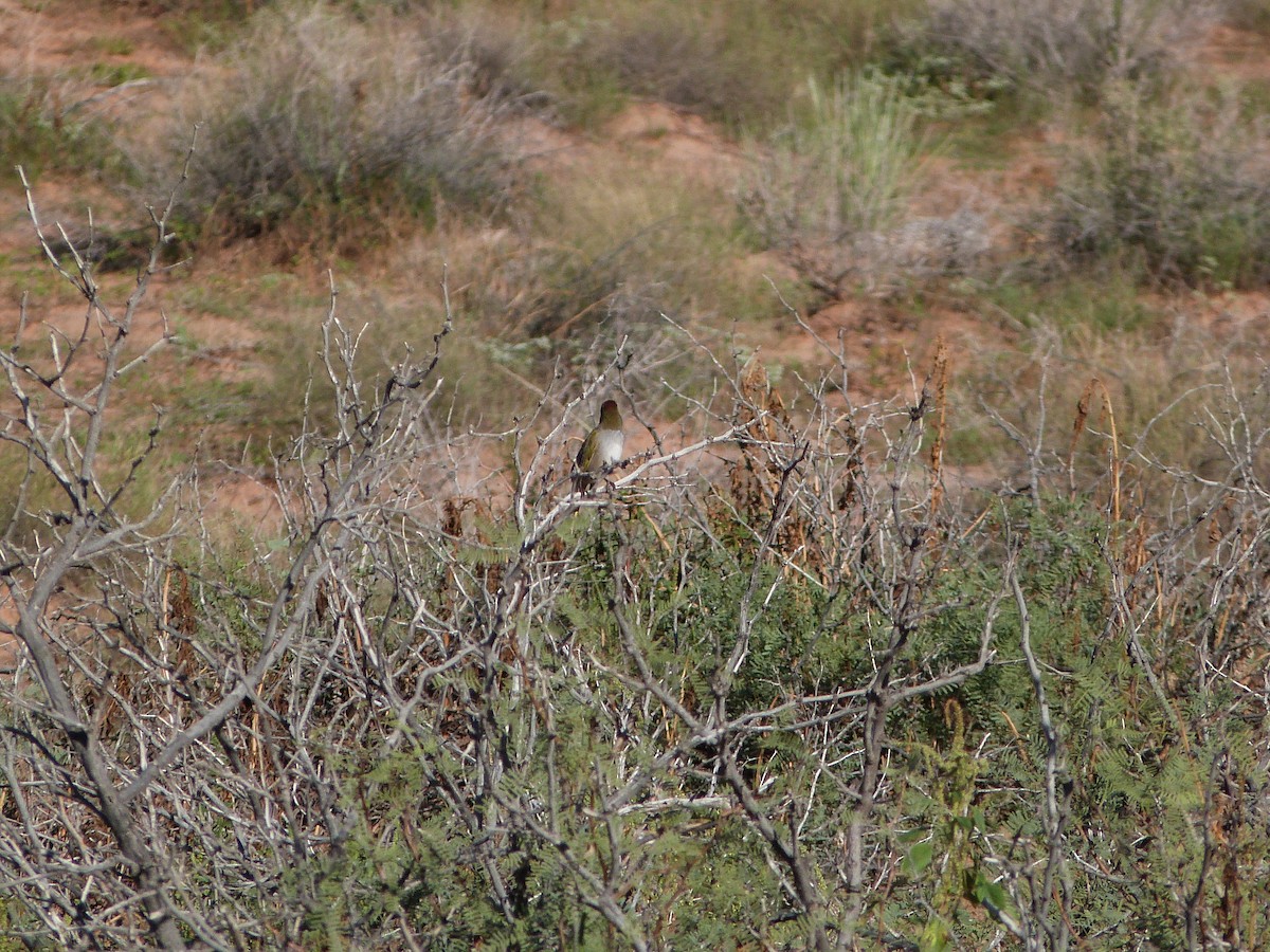 Green-tailed Towhee - ML642272308