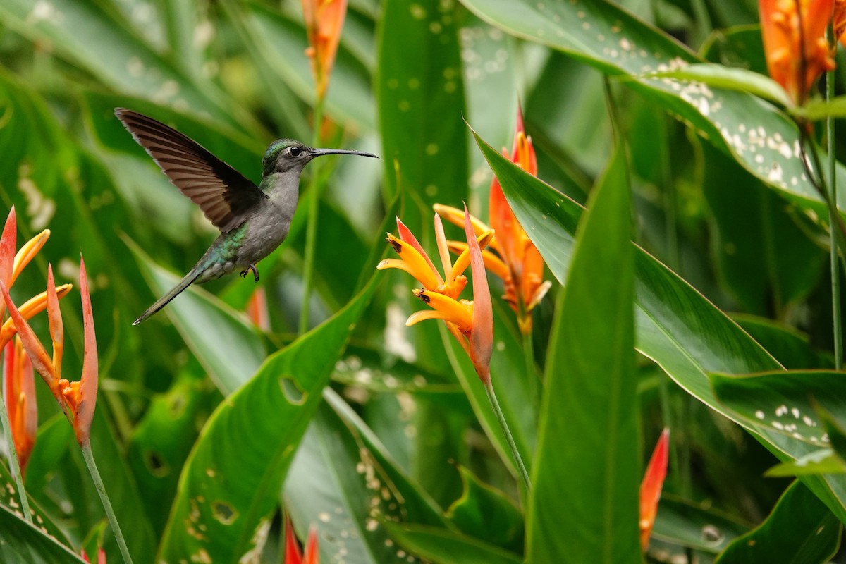 Gray-breasted Sabrewing - ML642272310