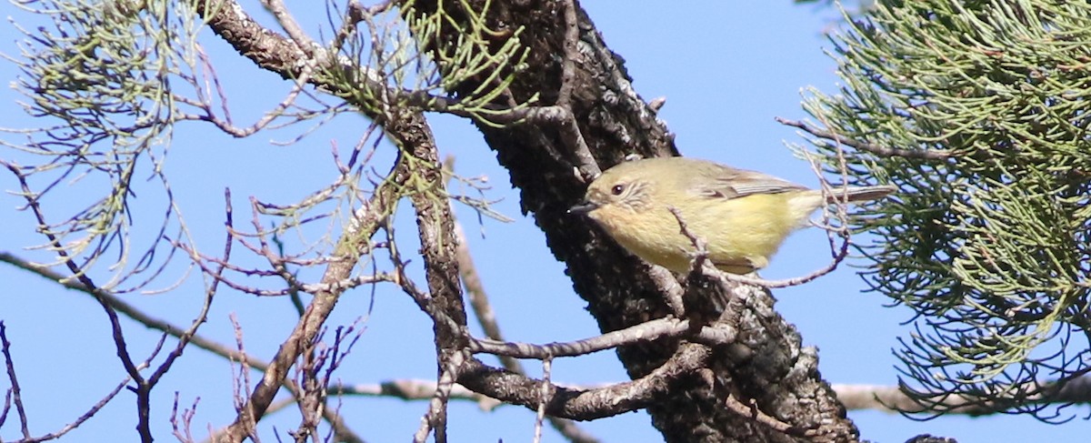 Yellow Thornbill - ML642272318
