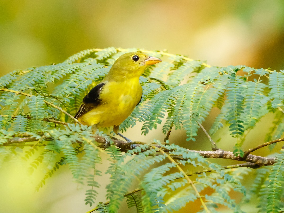 アカフウキンチョウ - ML642272332