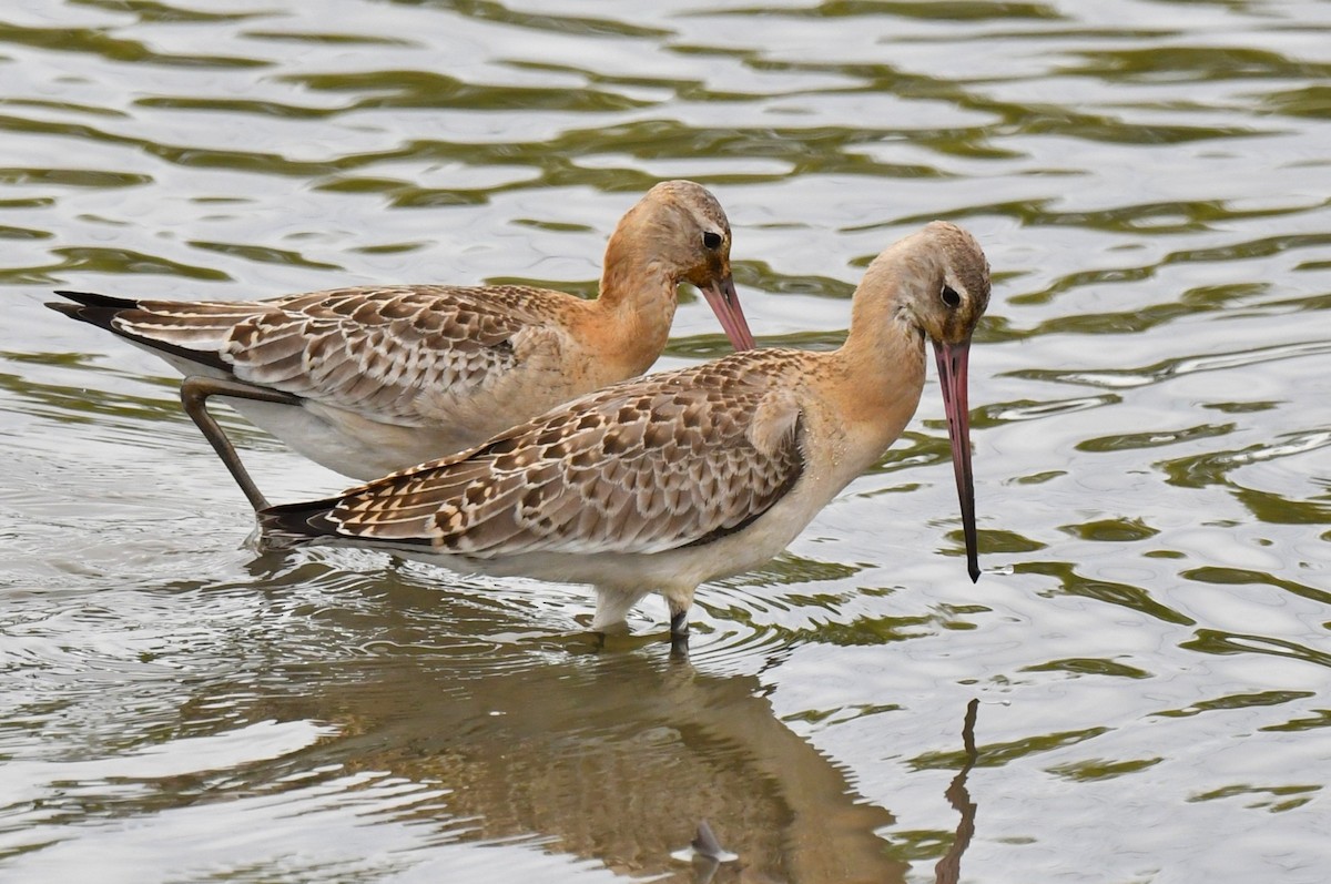 Black-tailed Godwit - ML642272338