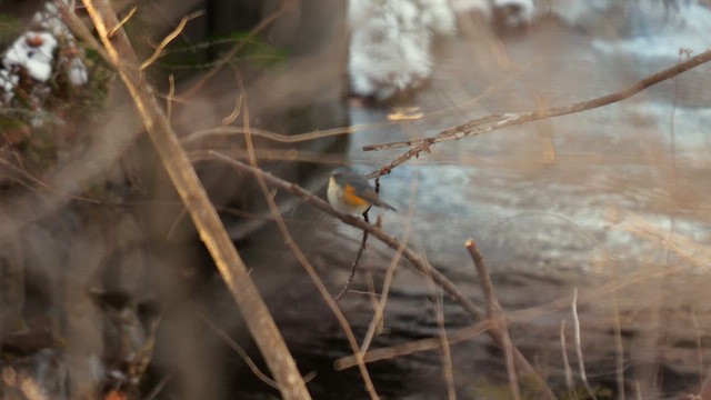 Red-flanked Bluetail - ML642272378