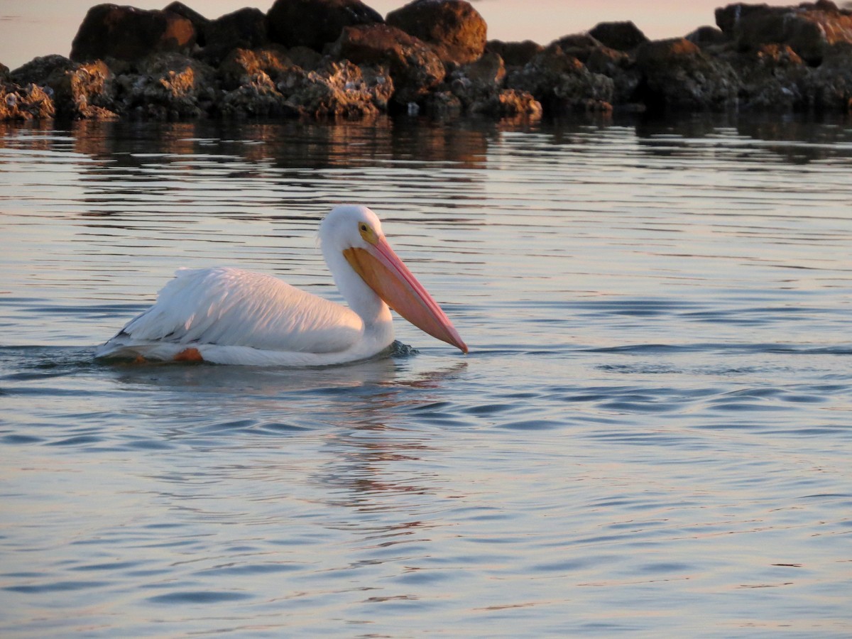 American White Pelican - ML642272381