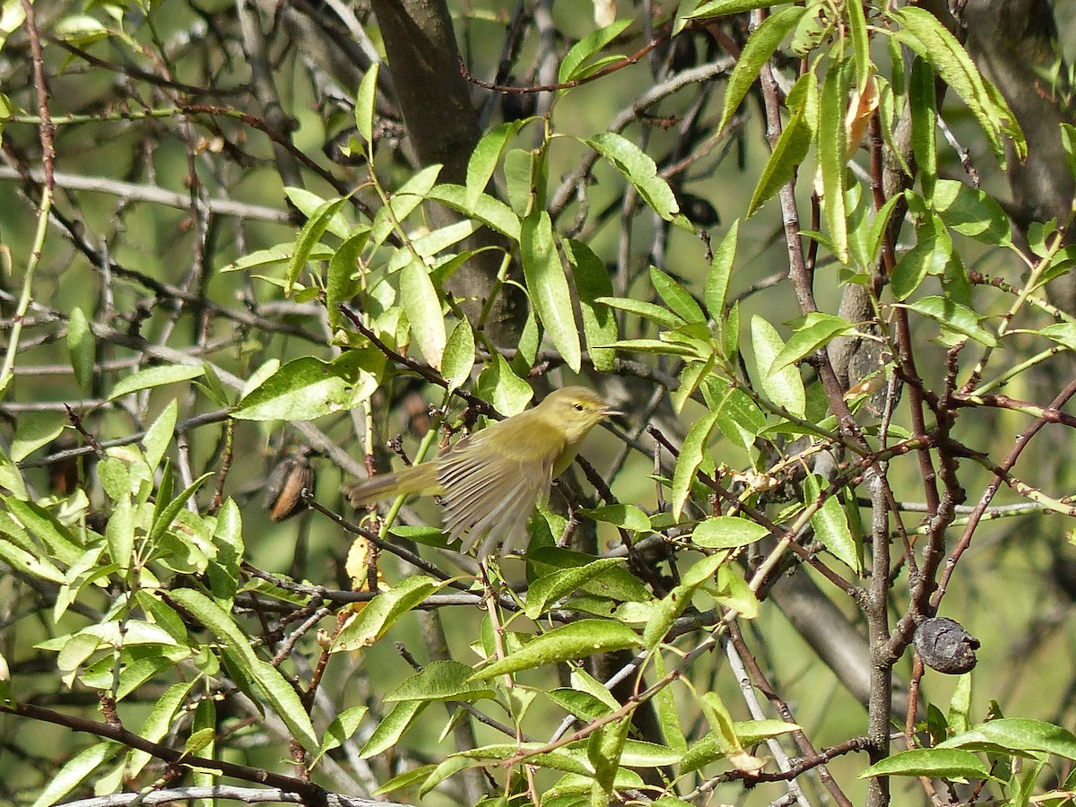 budníček iberský - ML642272382