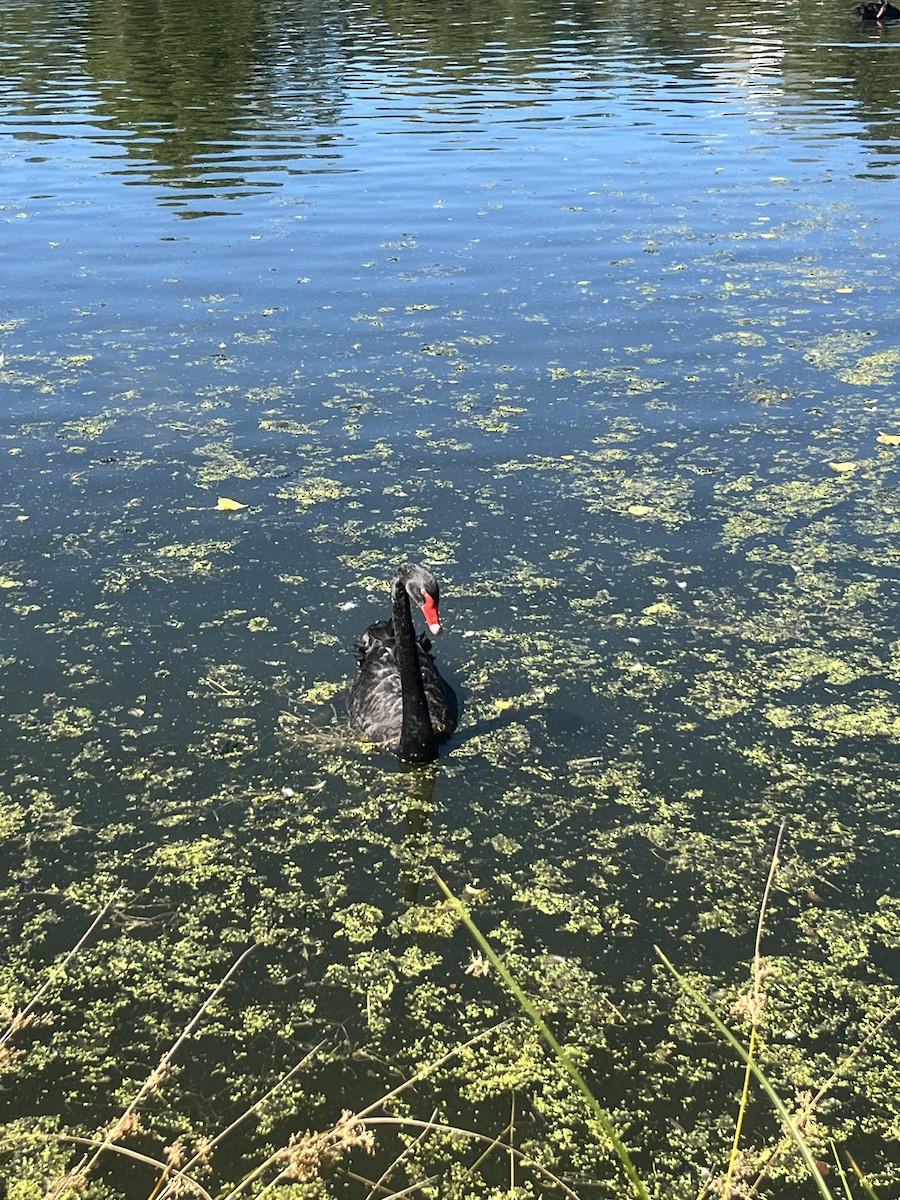 Black Swan - ML642272384