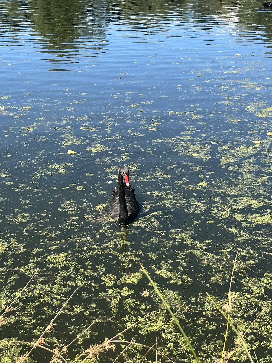 Black Swan - ML642272385