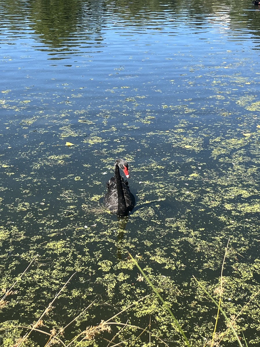 Black Swan - ML642272386