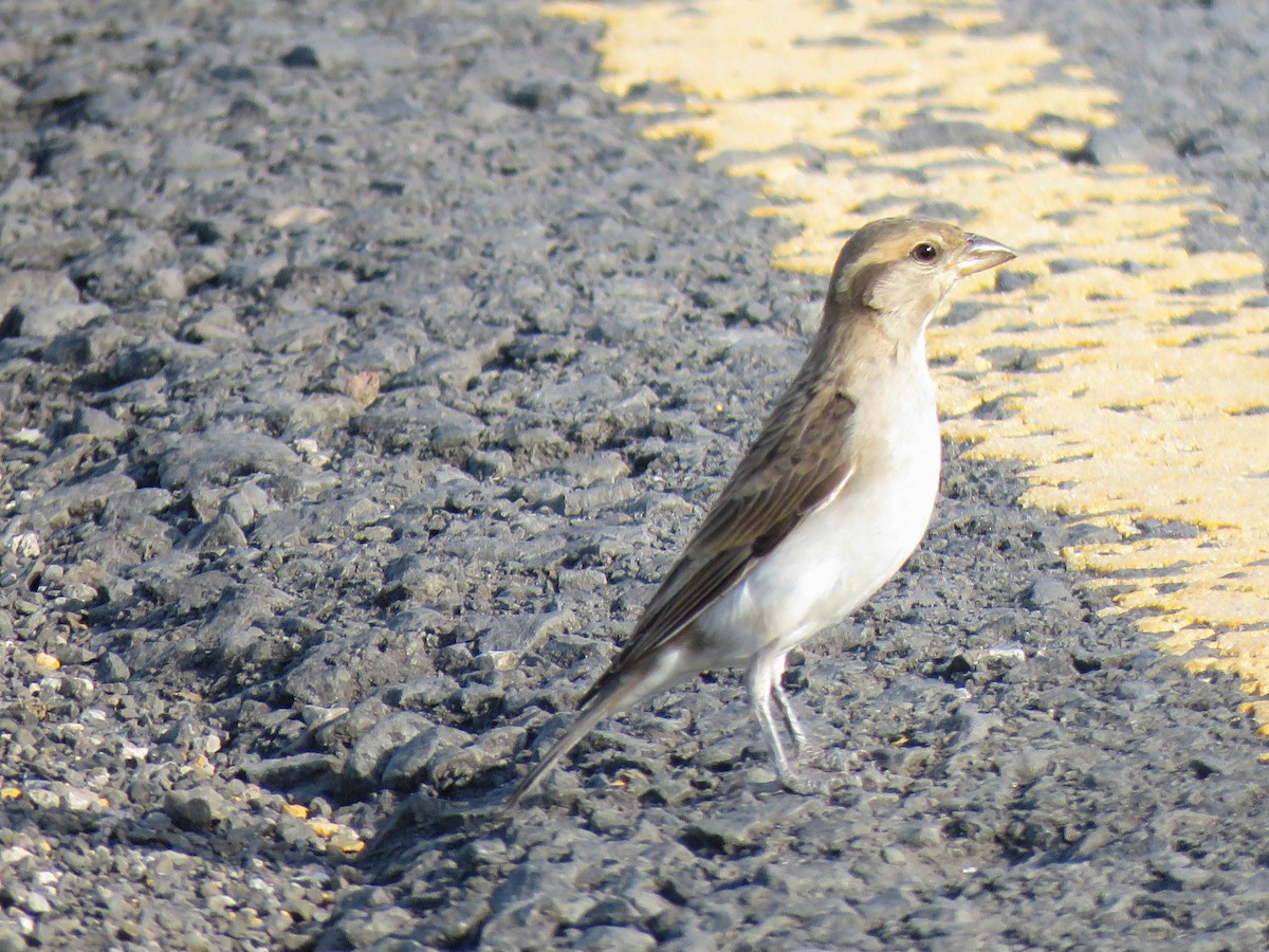Yellow-spotted Bush Sparrow - ML642272396