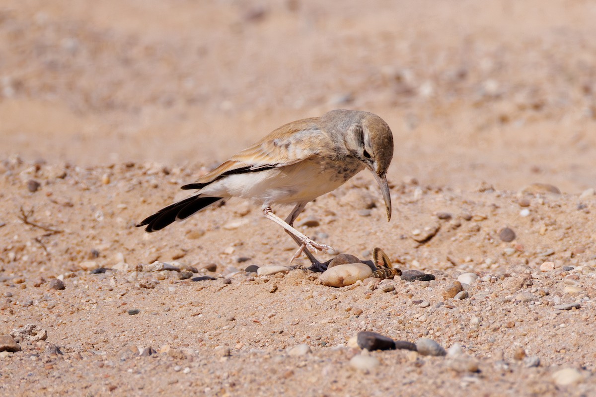 Ibis txoriandrea - ML642272414