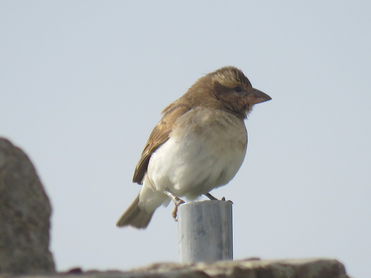 Sahel Bush Sparrow - ML642272421