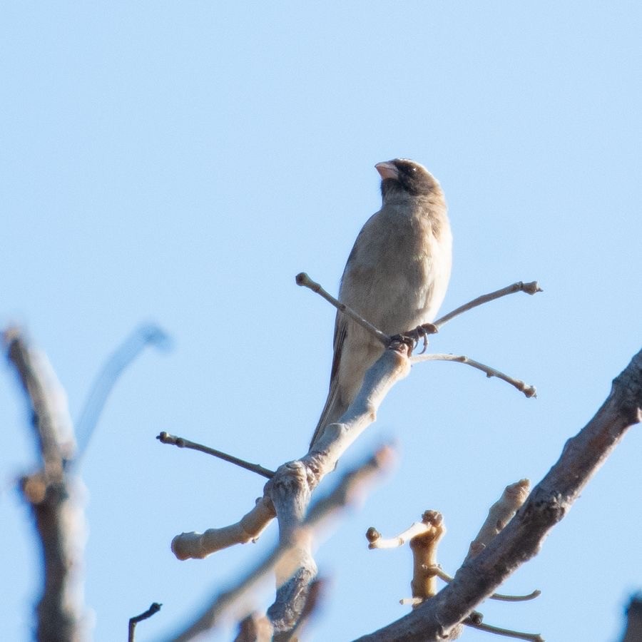 Streaky-headed Seedeater - ML642272533