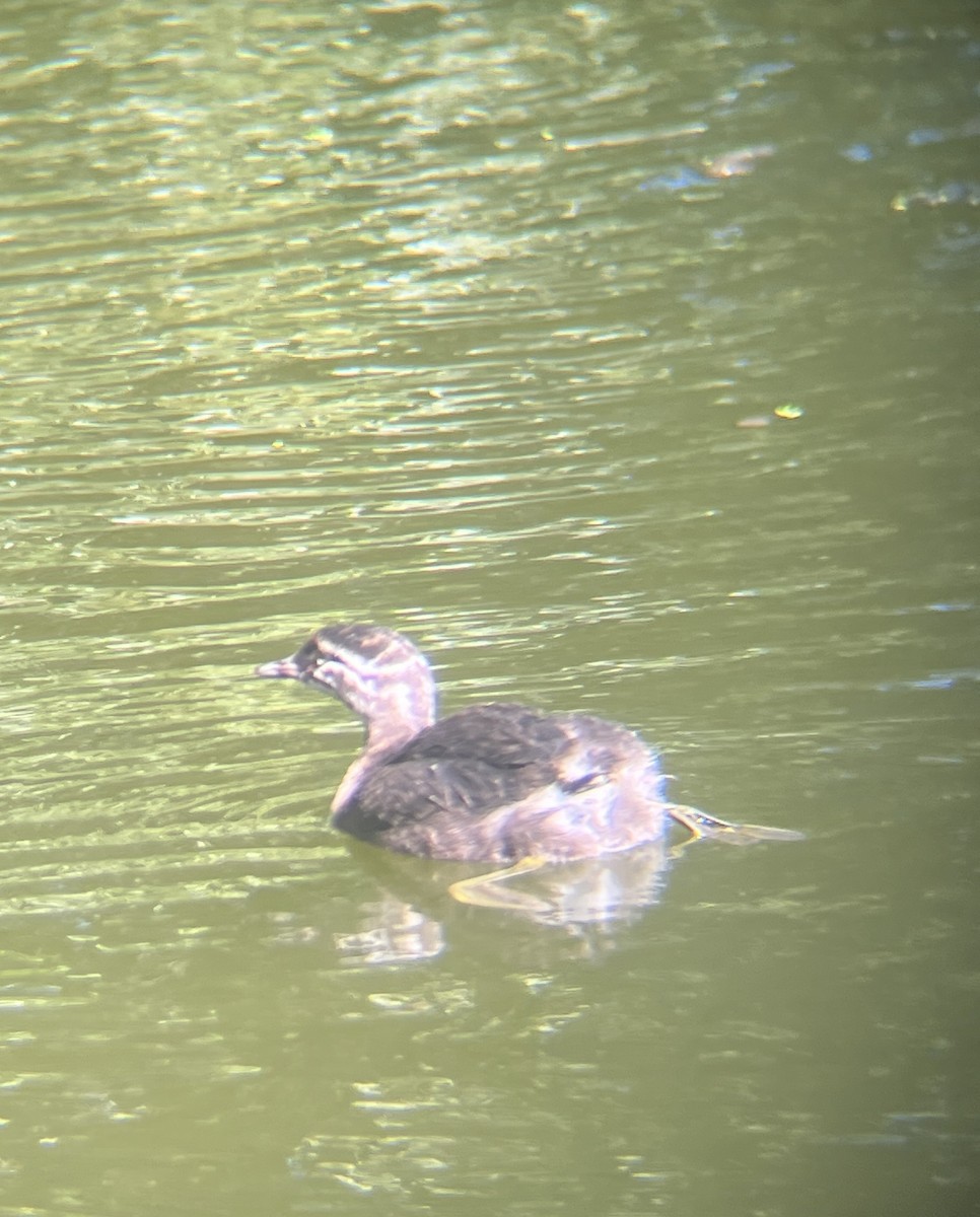 New Zealand Grebe - ML642272610