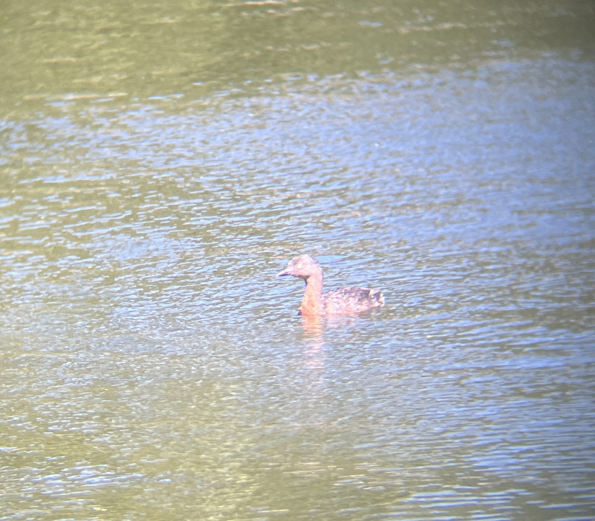 New Zealand Grebe - ML642272611