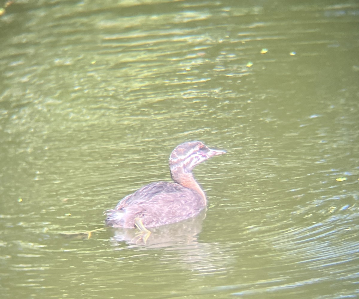 New Zealand Grebe - ML642272612