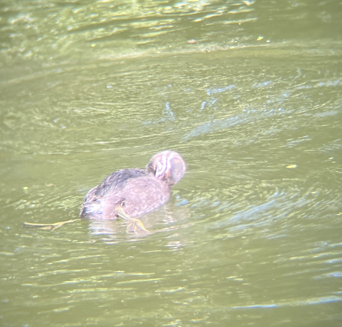 New Zealand Grebe - ML642272613