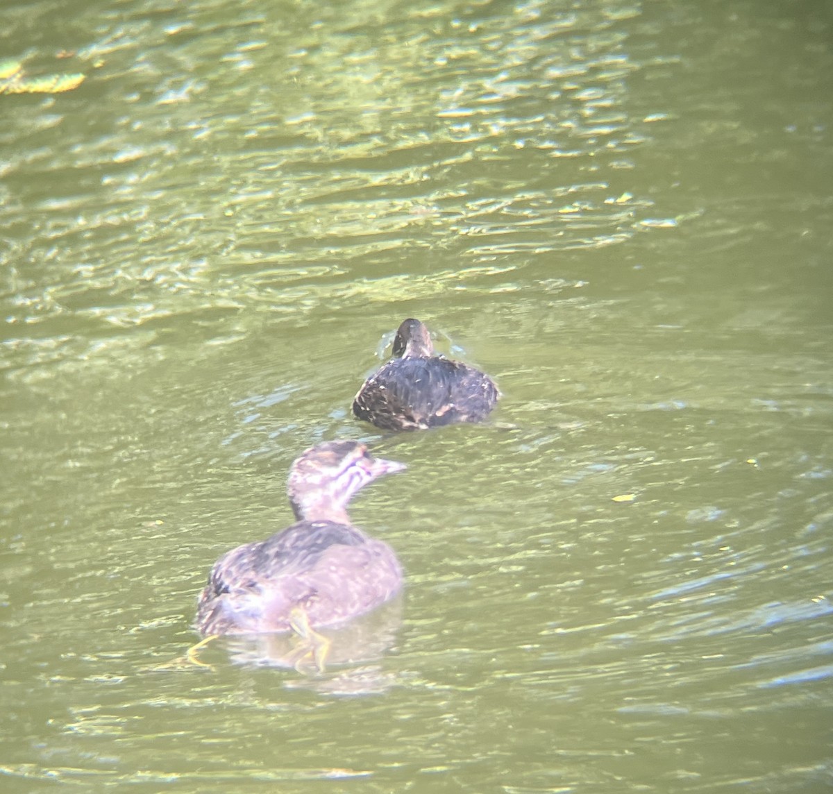 New Zealand Grebe - ML642272614