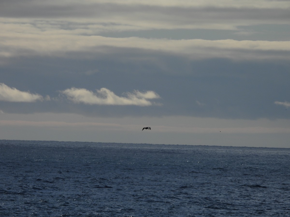 Pelagic Cormorant - ML642272616