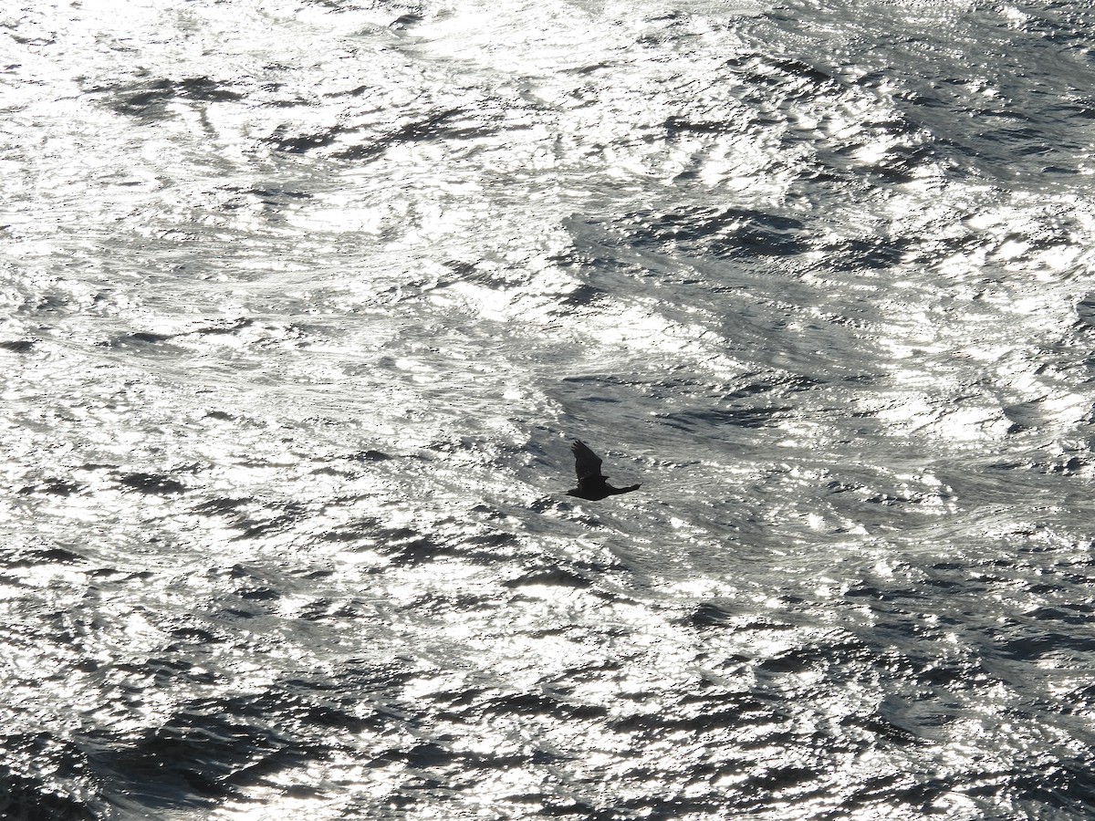 Pelagic Cormorant - ML642272634