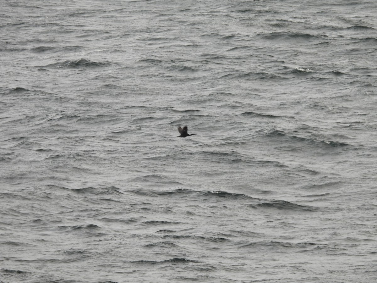 Pelagic Cormorant - ML642272660