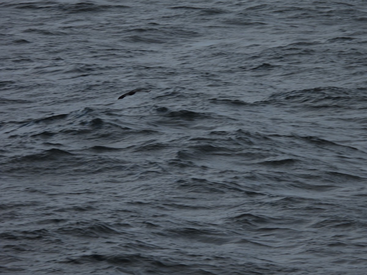 Pelagic Cormorant - ML642272664