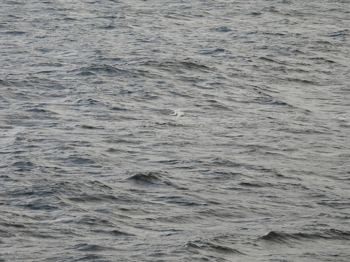 Glaucous Gull - ML642272680