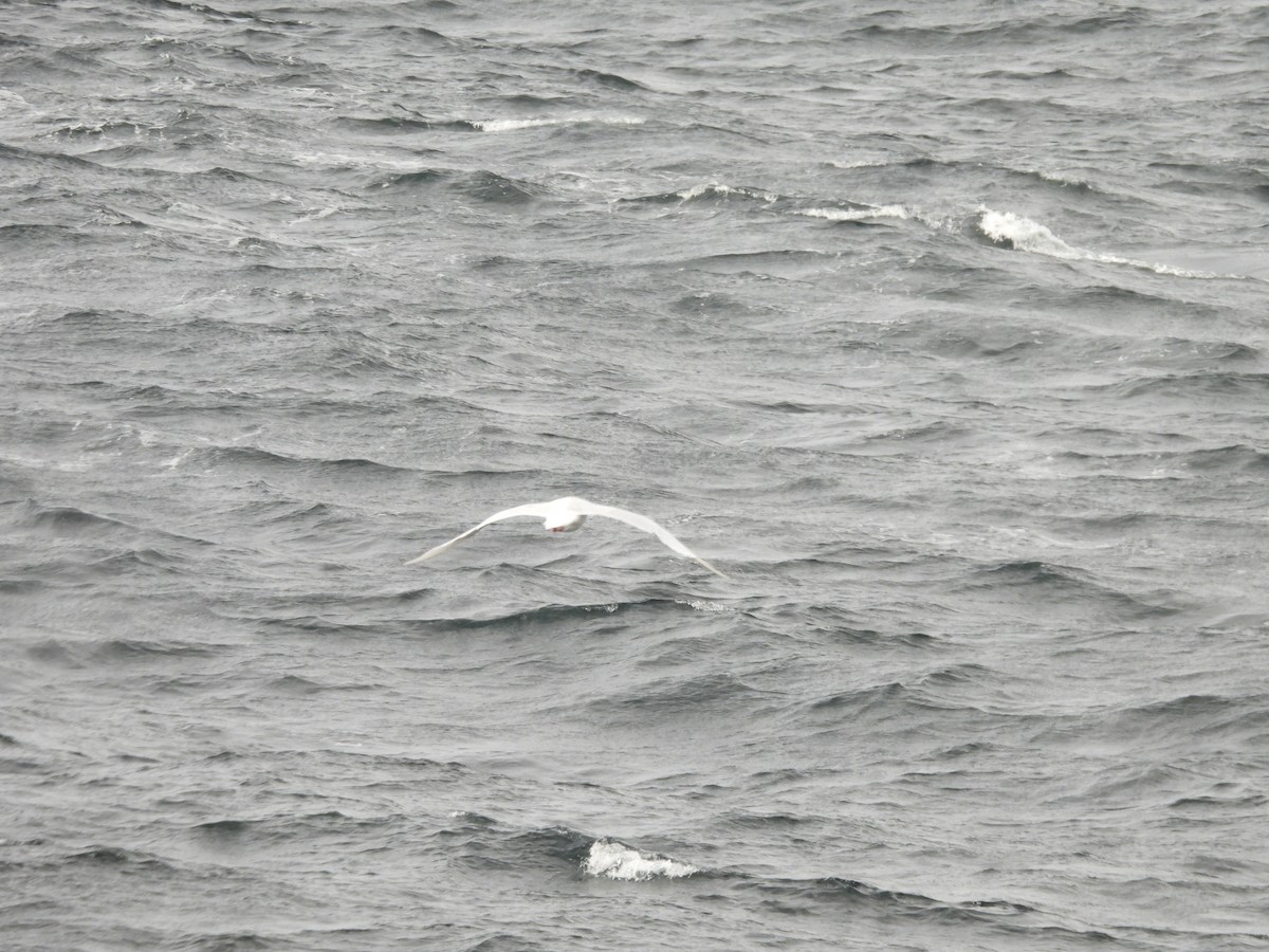 Glaucous Gull - ML642272683