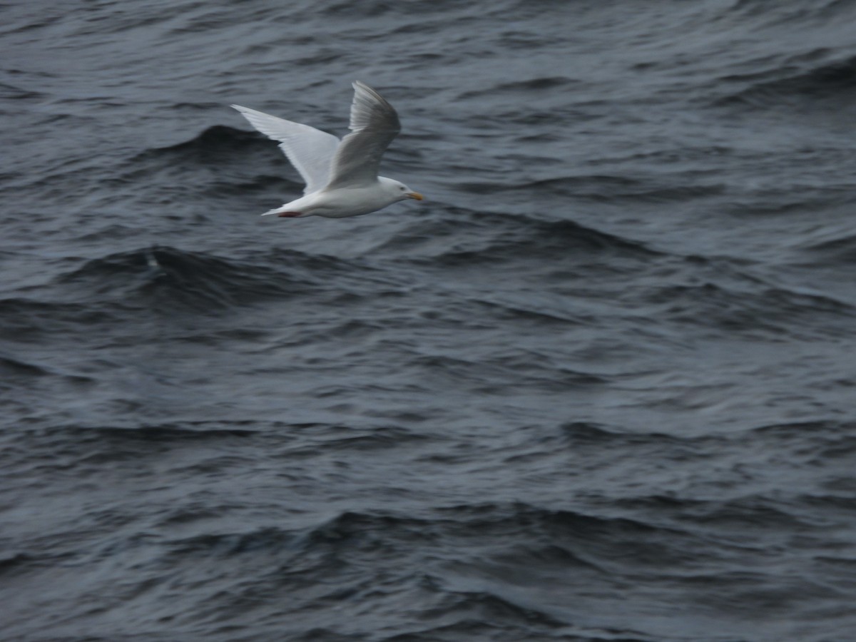 Glaucous Gull - ML642272684