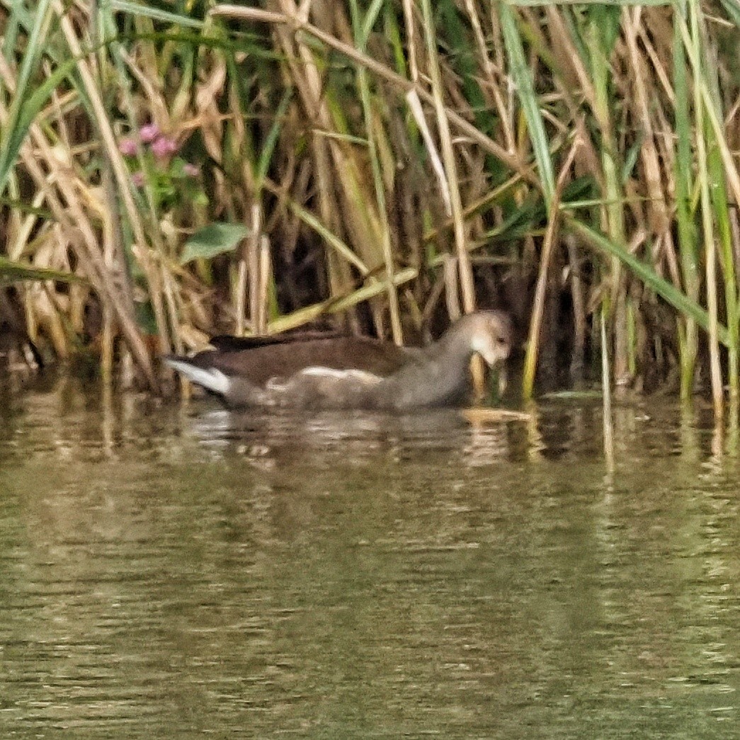 Common Gallinule - ML642272686