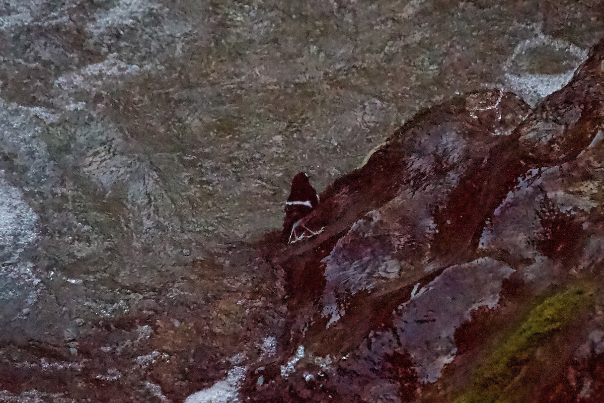 Little Forktail - ML642272691