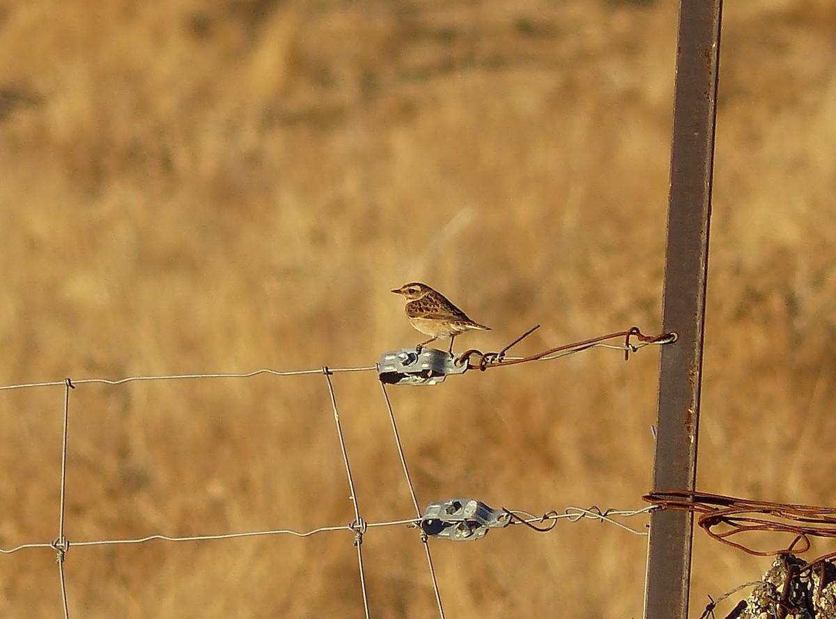 bramborníček hnědý - ML642272698