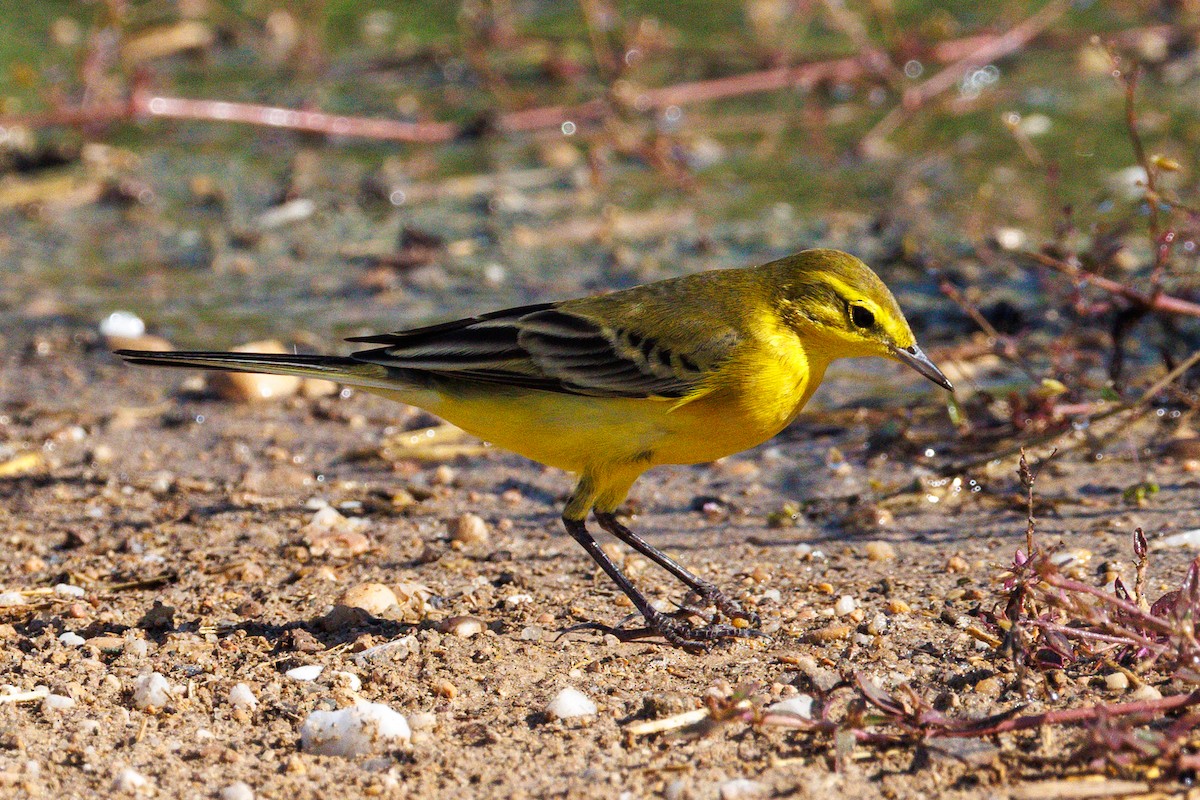 ニシツメナガセキレイ（flavissima/lutea） - ML642272727