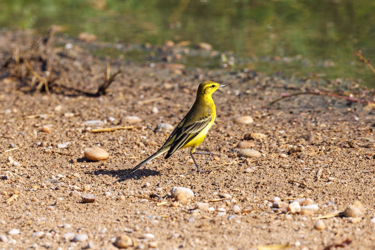 ニシツメナガセキレイ（flavissima/lutea） - ML642272728