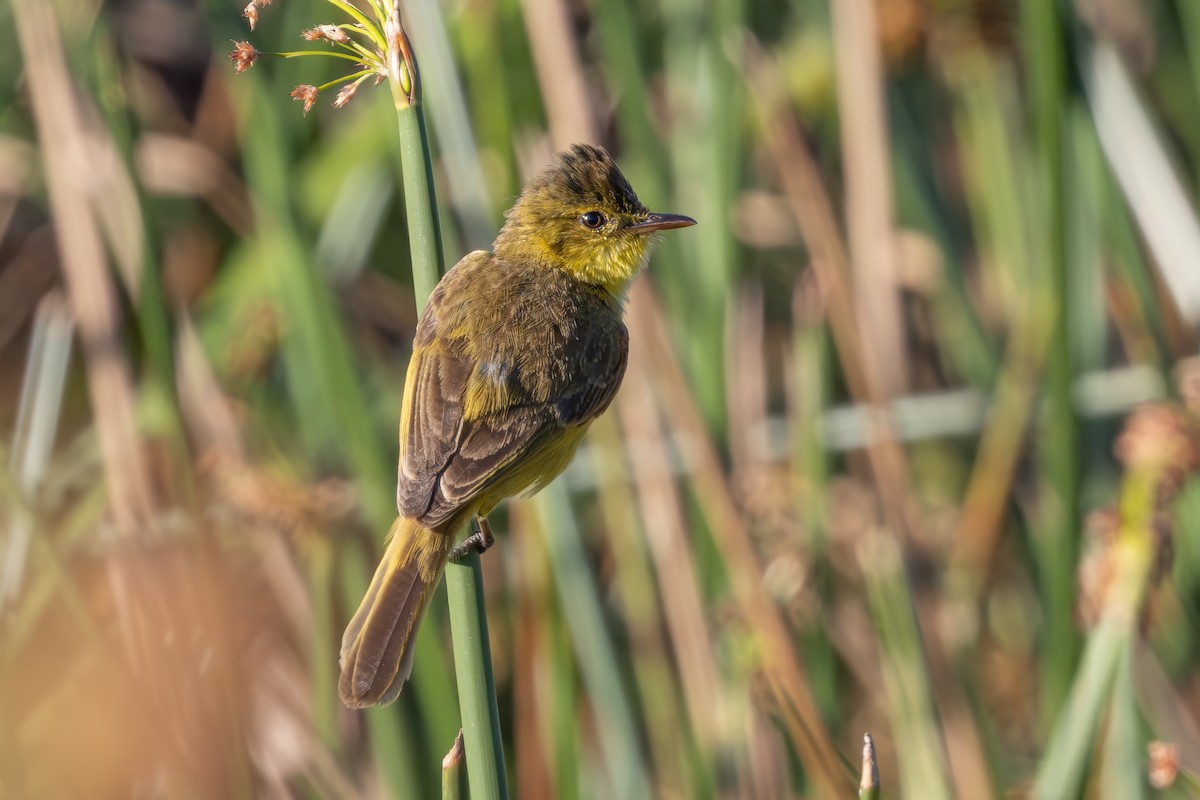 African Yellow-Warbler - ML642272741