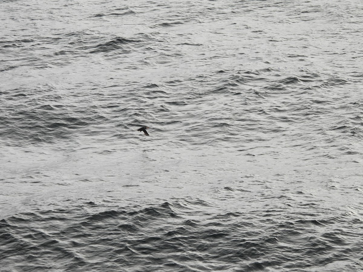 Tufted Puffin - ML642272748