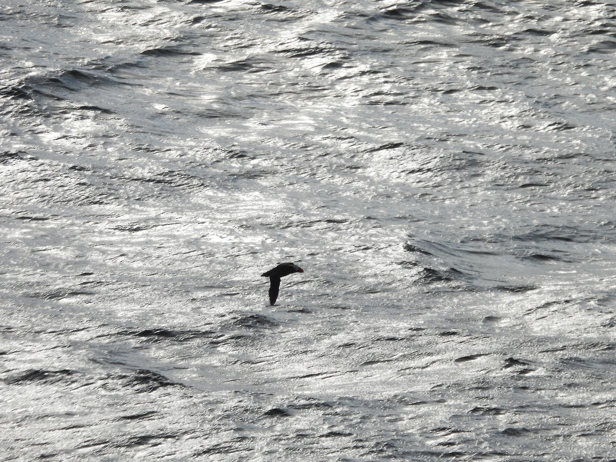 Tufted Puffin - ML642272763