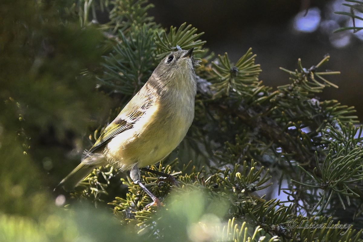Ruby-crowned Kinglet - ML642272768