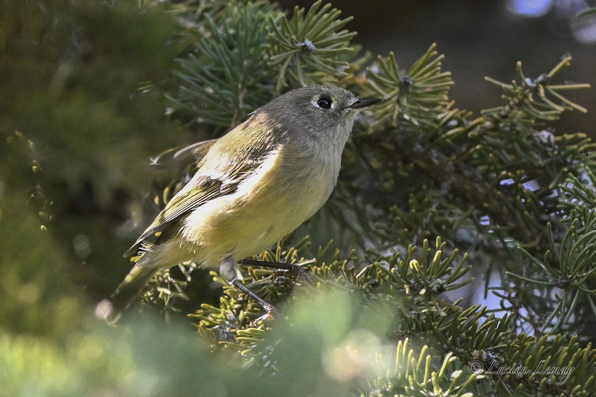 Ruby-crowned Kinglet - ML642272775