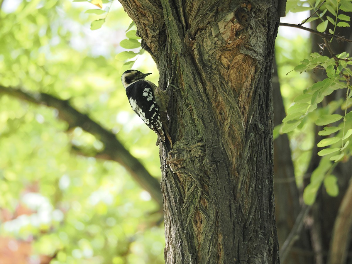Gray-capped Pygmy Woodpecker - SebGreen 小七