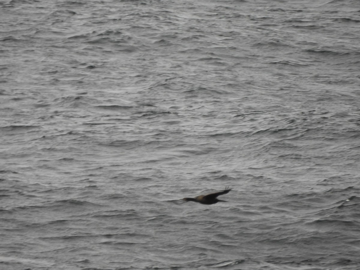 Pelagic Cormorant - ML642272784