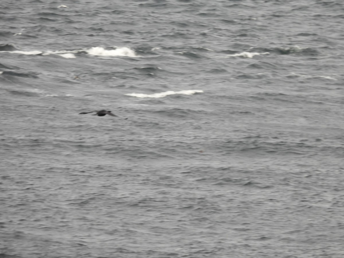 Pelagic Cormorant - ML642272785